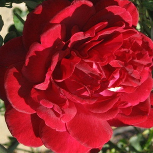 Poзa Тор - красная - Лазающая плетистая роза (клаймбер) 